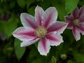 Clematis Bees Jubilee Powojnik